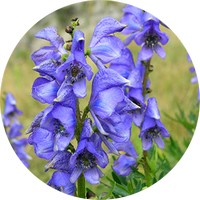 Aconitum Napellus