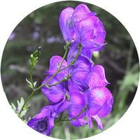 Aconitum Napellus