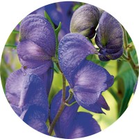 Aconitum Napellus