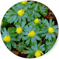Eranthis Hyemalis - Winter Aconite
