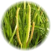 Acorus Calamus