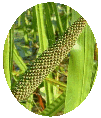 Acorus Calamus