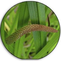 Acorus Calamus