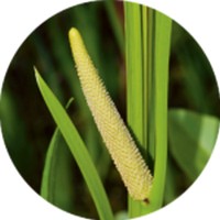 Acorus Calamus