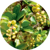 Berberis Vulgaris- Agracejo