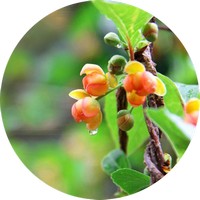 Berberis Vulgaris- Agracejo