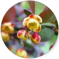 Berberis - Agracejo