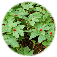 Berberis Vulgaris- Agracejo