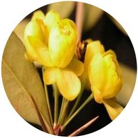 Berberis Lempergiana