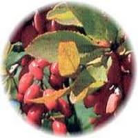 Berberis Vulgaris - Agracejo