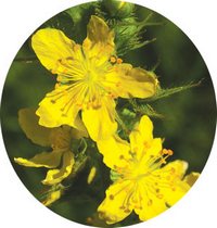 Agrimonia Eupatoria