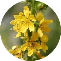 Agrimonia Eupatoria