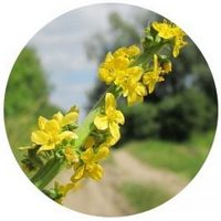 Agrimonia Eupatoria