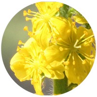Agrimonia Eupatoria