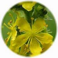 Agrimonia Pilosa-Agrimony