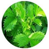 Agrimonia Pilosa-Agrimony