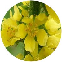 Agrimonia Pilosa-Agrimony