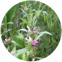 Agripalma - Leonurus Heterophyllus