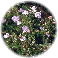 Ajedrea: Satureja Montana