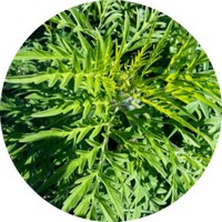 Ajenjo: Artemisia Argyi