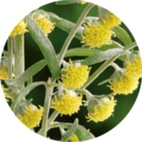 Ajenjo: Artemisia Argyi