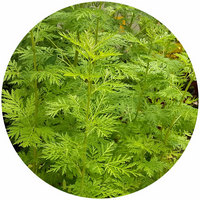 Ajenjo Chino: Artemisia Annua - Wormwood