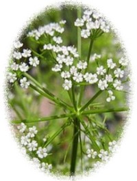Ajowan - Trachyspermum Ammi