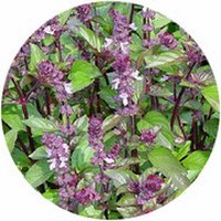 Albahaca - Ocimum Basilicum Cinnamon