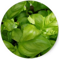 Albahaca - Ocimum Basilicum Cinnamon