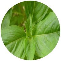 Albahaca - Ocimum Basilicum