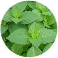 Albahaca - Ocimum Basilicum Cinnamon