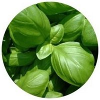 Albahaca - Ocimum Basilicum