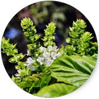 Albahaca - Ocimum Basilicum