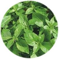 Ocimum Sanctum - Albahaca Morada