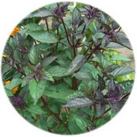 Albahaca - Ocimum Basilicum Cinnamon