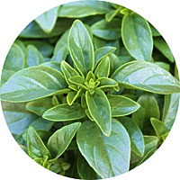 Albahaca - Ocimum Basilicum Cinnamon