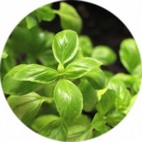 Ocimum Sanctum - Albahaca Morada