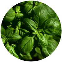 Ocimum Sanctum - Albahaca Morada