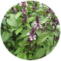 Albahaca Canela - Ocimum Basilicum Cinnamon