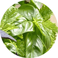 Ocimum Gratissimum - Clove Basil