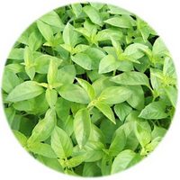 Ocimum × Citriodorum