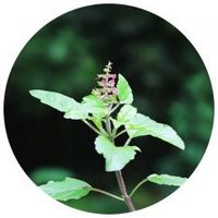 Albahaca - Ocimum Sanctum