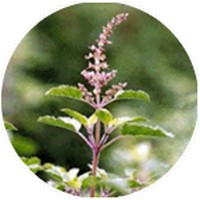 Albahaca - Ocimum Sanctum