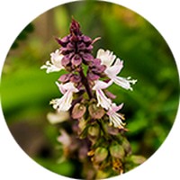 Albahaca India o Tulsi- Ocimum Tenuiflorum
