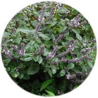 Ocimum Basilicum Thyrsflora