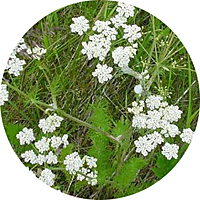 Carum Carvi - Caraway - Alcaravea