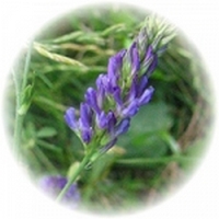 Alfalfa: Medicago Sativa