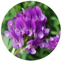 Alfalfa: Medicago Sativa