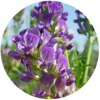 Alfalfa: Medicago Sativa