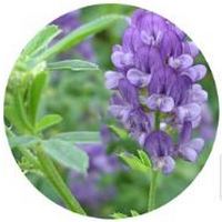 Alfalfa: Medicago Sativa